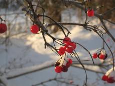 Kuva on otettu Häyrisen metsästä talvella kauniina pakkaspäivänä, eli terveisiä Ilkkalle ja Arjalle!