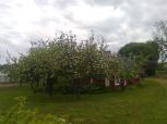 omenapuut keväällä